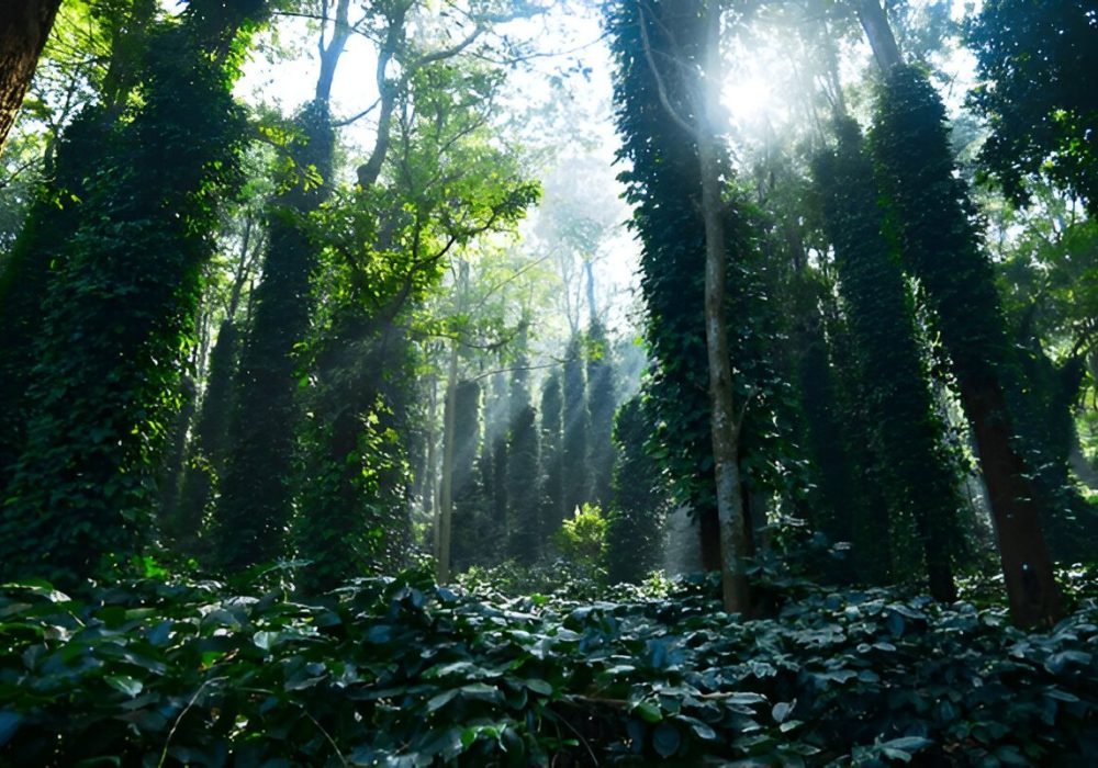 Coffee Plantation Tours